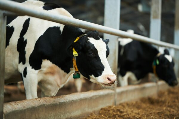 purebred-dairy-cow-standing-in-cowshed-against-other-cattle