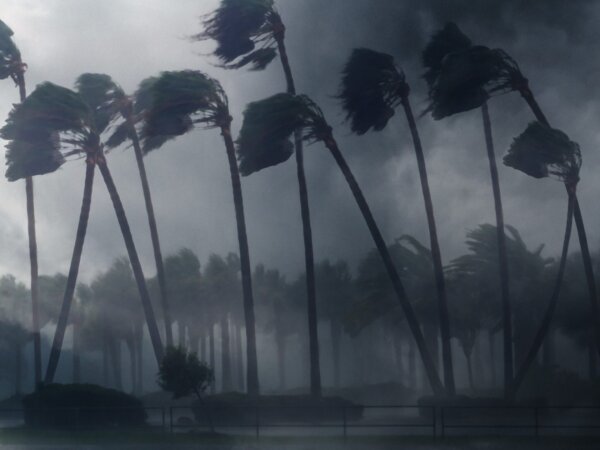 palm-trees-wind-2024-12-05-08-50-21-utc-2048×1536-1