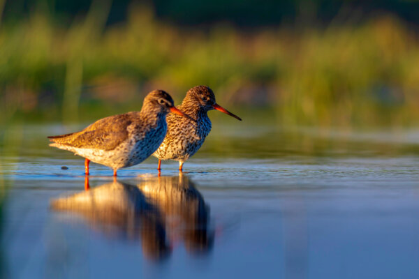 nature-and-bird-common-water-bird-spotted-redshan-2026-03-26-02-10-06-utc-2048×1365-1