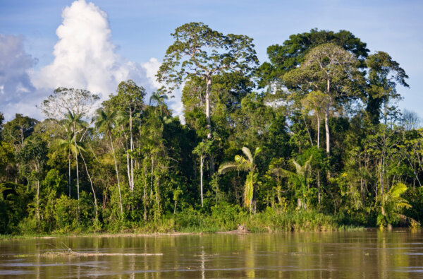 riverside-of-amazon-river-near-panelas-brazil-2026-03-26-09-05-19-utc-2048×1348-1
