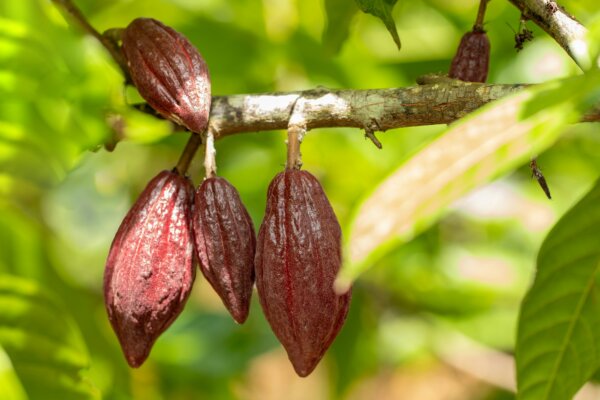 cacao-tree-theobroma-cacao-organic-cocoa-fruit-pods-in-nature-