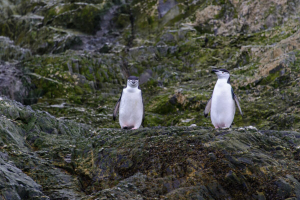 chinstrap-penguins-standing-on-a-rock-in-nature-2026-09-22-08-03-06-utc-2048×1367-1
