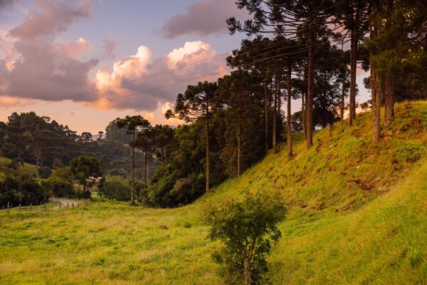 clouds-with-sunset-colors-araucaria-and-forest-in-2026-09-25-05-59-37-utc-2048×1366-1