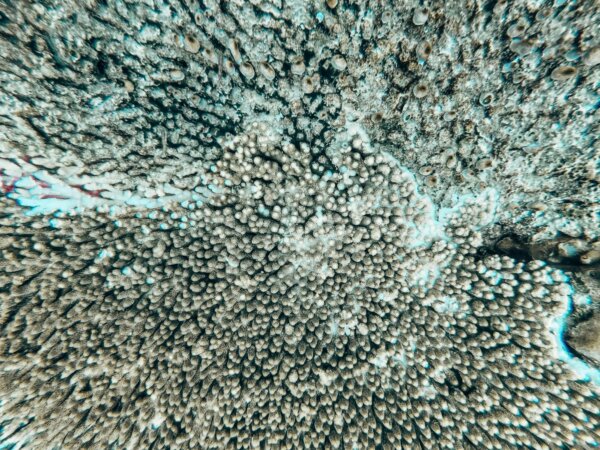 coral-reef-close-texture