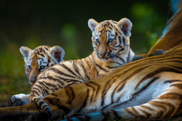 playful-tiger-cubs-near-their-relaxing-mother-2026-09-23-11-00-44-utc-2048×1365-1